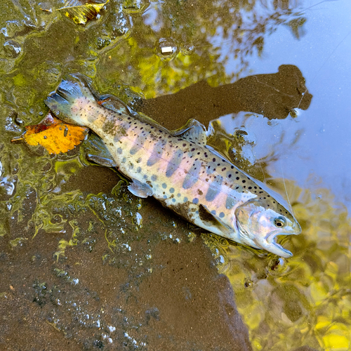 ヤマメの釣果