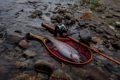 ニジマスの釣果