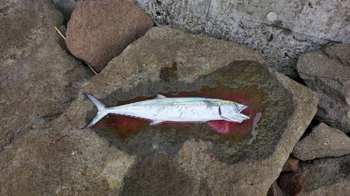 サゴシの釣果