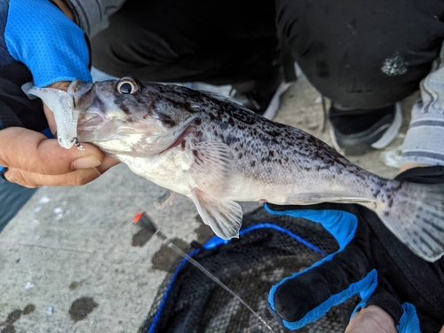 クロソイの釣果