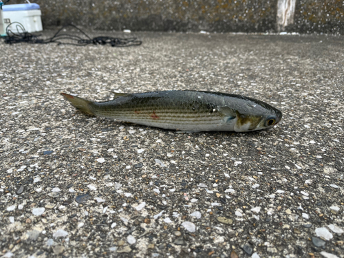 ボラの釣果