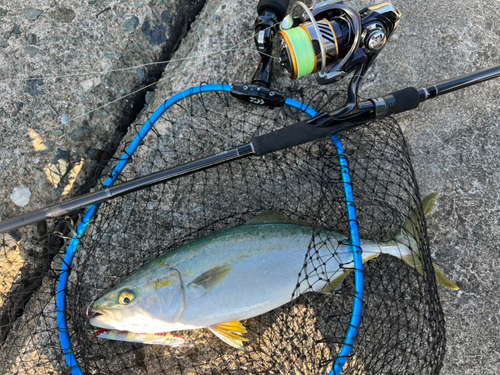 イナダの釣果