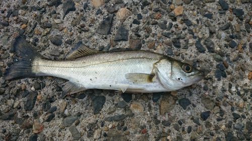 セイゴ（タイリクスズキ）の釣果