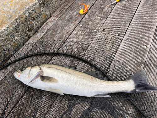 シーバスの釣果