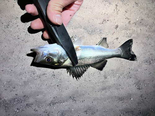 セイゴ（マルスズキ）の釣果