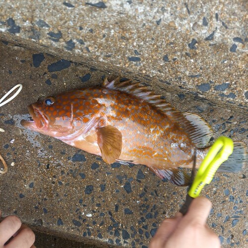 アコウの釣果