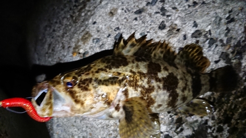 タケノコメバルの釣果