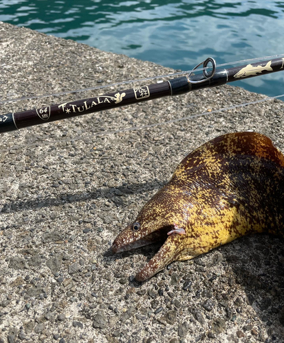 ウツボの釣果