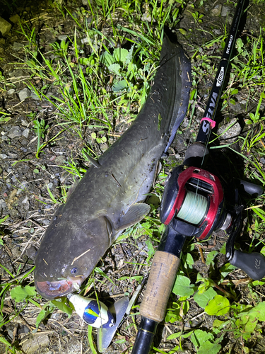 ナマズの釣果