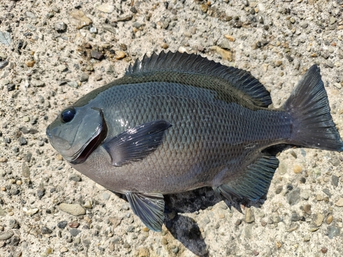 グレの釣果