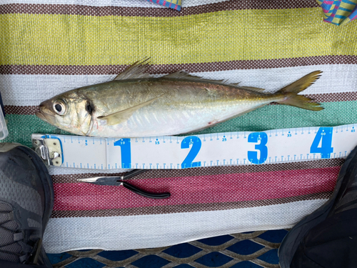 マアジの釣果