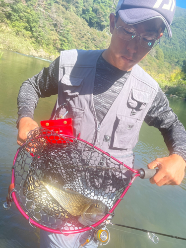 ニゴイの釣果