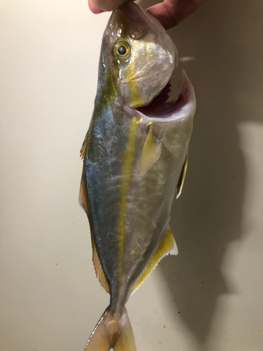 ショゴの釣果