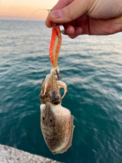 コウイカの釣果