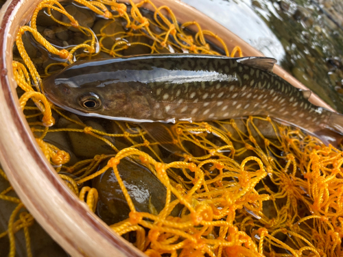 アメマスの釣果