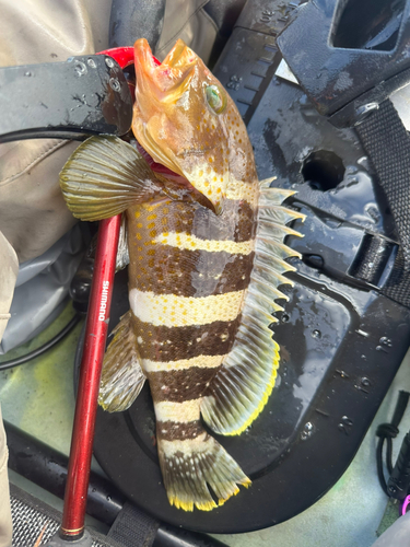 アオハタの釣果