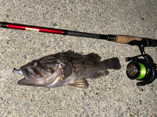 クロソイの釣果