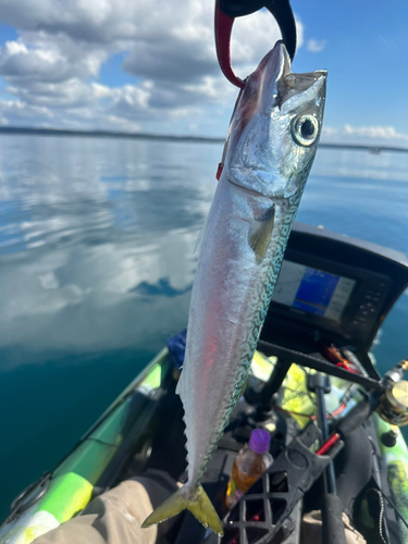 サバの釣果