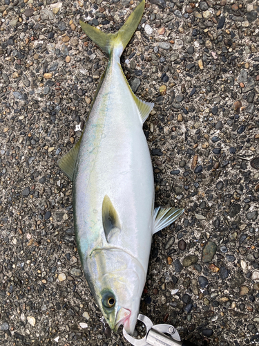 イナダの釣果