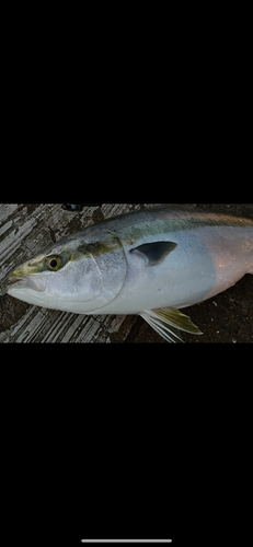 メジロの釣果