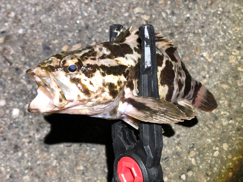 タケノコメバルの釣果