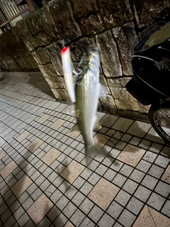ボラの釣果