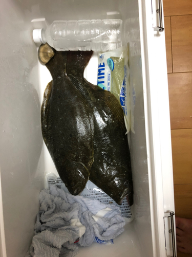 ヒラメの釣果