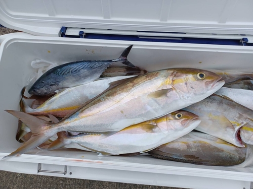 カンパチの釣果