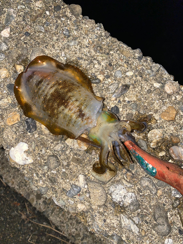 アオリイカの釣果