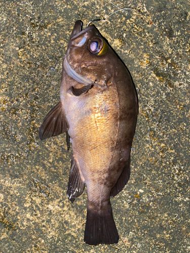 クロメバルの釣果