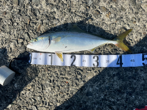 ハマチの釣果