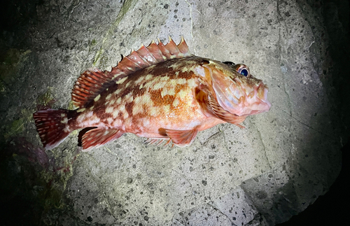 カサゴの釣果