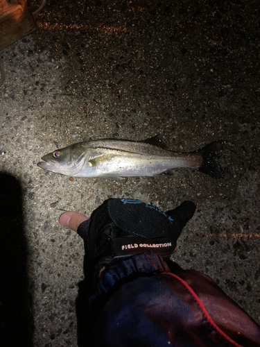 セイゴ（マルスズキ）の釣果