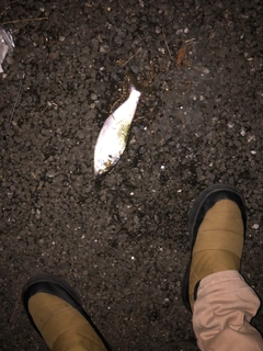 コノシロの釣果