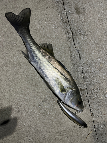 シーバスの釣果