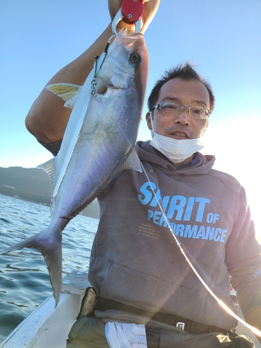 カンパチの釣果