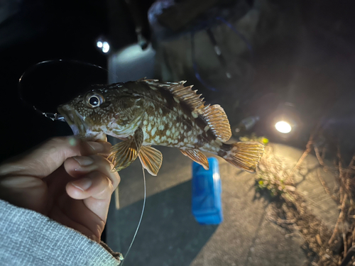 カサゴの釣果