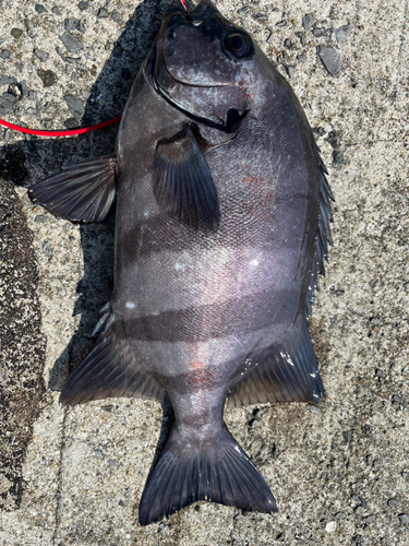 イシダイの釣果