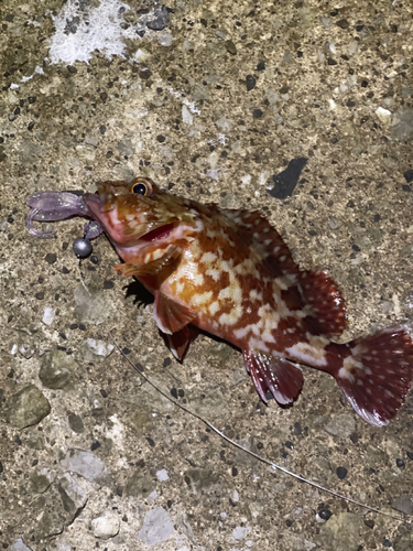 カサゴの釣果