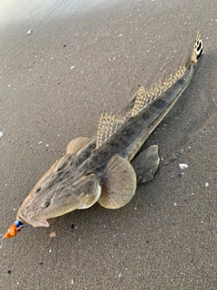 マゴチの釣果