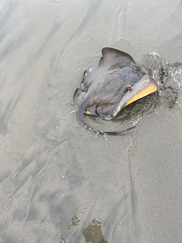 アカエイの釣果