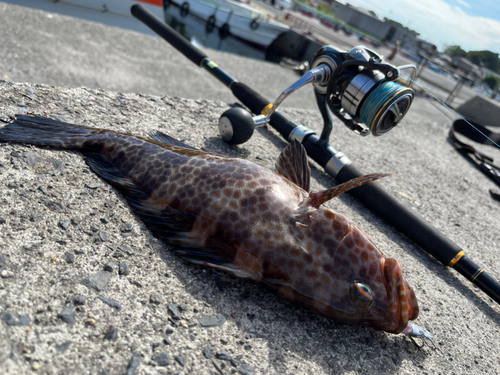 オオモンハタの釣果