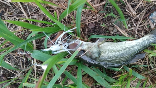 ブラックバスの釣果