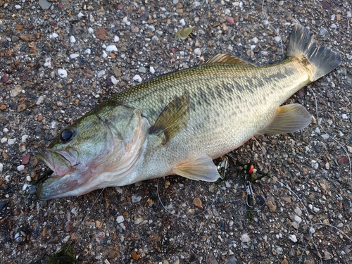 ブラックバスの釣果