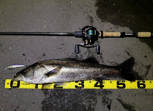 シーバスの釣果