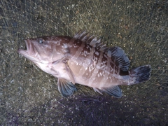 マハタの釣果