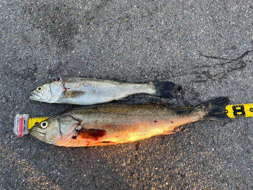 シーバスの釣果