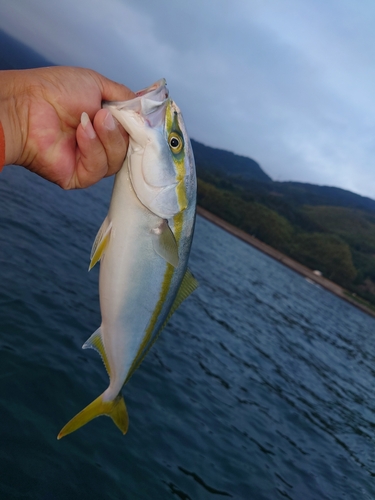 ワカシの釣果