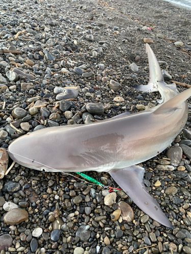 サメの釣果