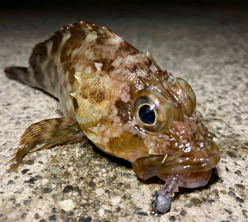 カサゴの釣果